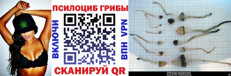 Псилоцибиновые грибы мицелий  Калининец 